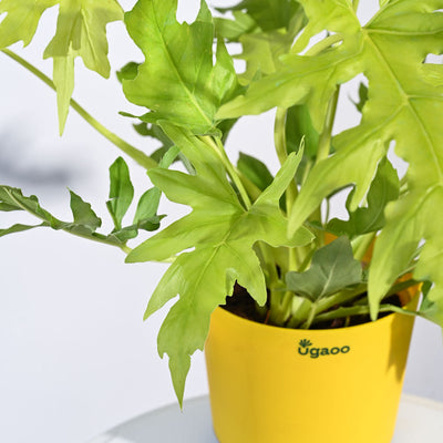 Philodendron Selloum Golden Plant