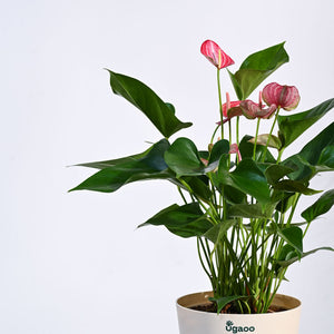 Anthurium Livium Plant