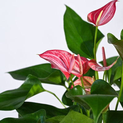 Anthurium Livium Plant