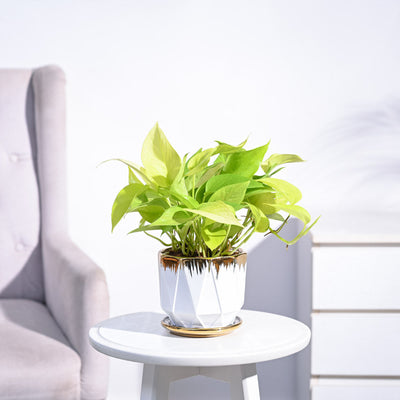 Money Plant Golden