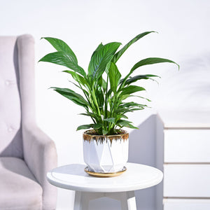 Peace Lily Plant