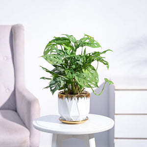 Broken Heart Plant