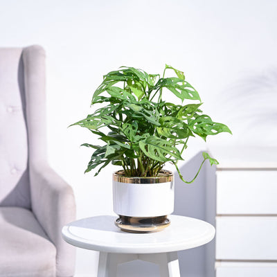 Broken Heart Plant