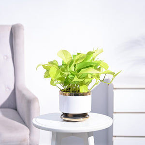 Money Plant Golden