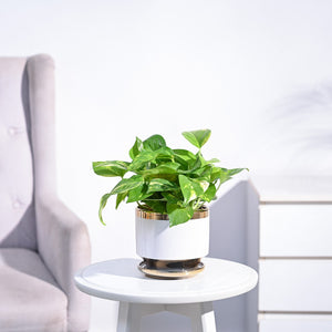 Money Plant Variegated