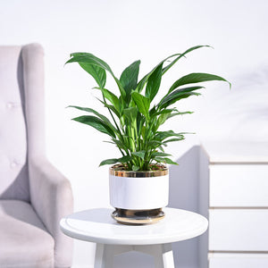 Peace Lily Plant