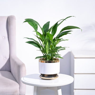 Peace Lily Plant