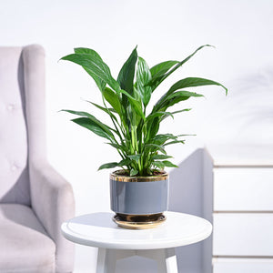 Peace Lily Plant
