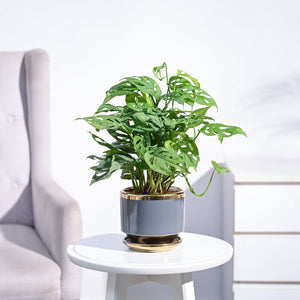 Broken Heart Plant
