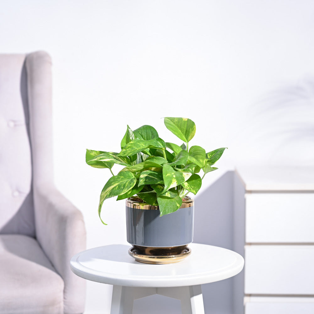 Money Plant Variegated