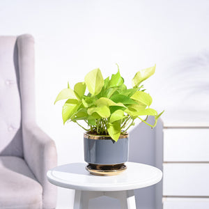 Money Plant Golden