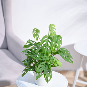 Broken Heart Plant