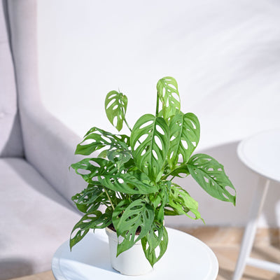 Broken Heart Plant