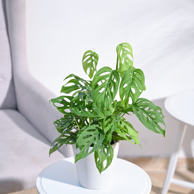 Broken Heart Plant