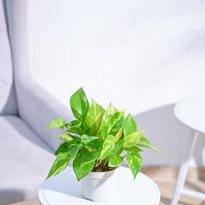 Money Plant Variegated