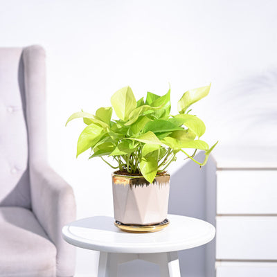 Money Plant Golden