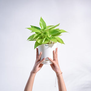 Money Plant Golden