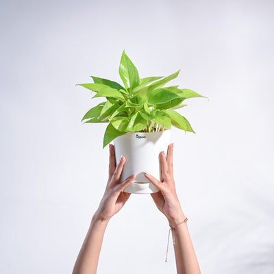 Money Plant Golden
