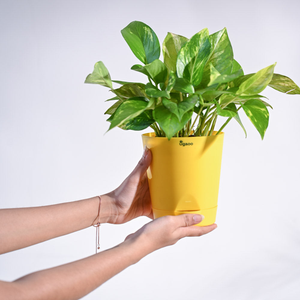 Money Plant Variegated