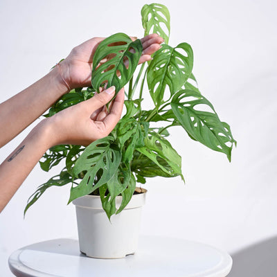 Broken Heart Plant