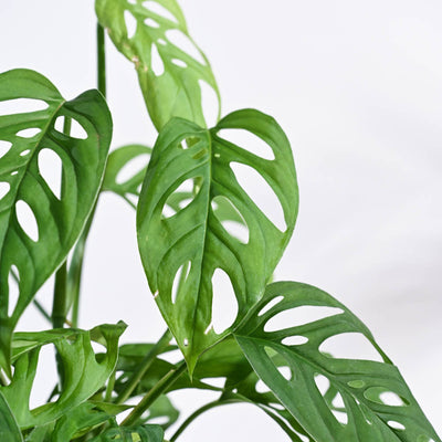 Broken Heart Plant