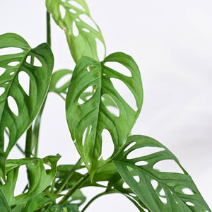 Broken Heart Plant