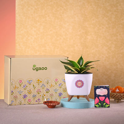 Snake Golden Hahnii & Epiphany Gourmet Nutty Delights Diwali Combo