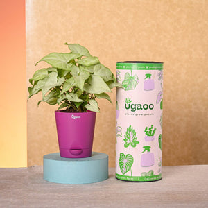 Navratri Celebration Plant Bundle