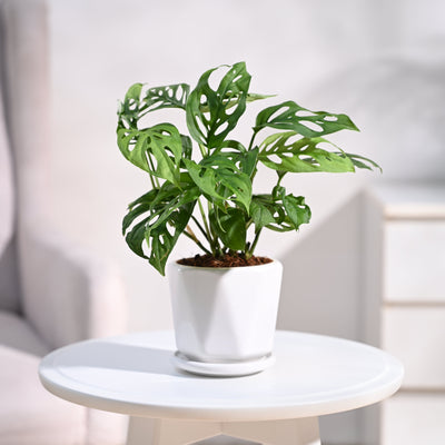 Broken Heart Plant