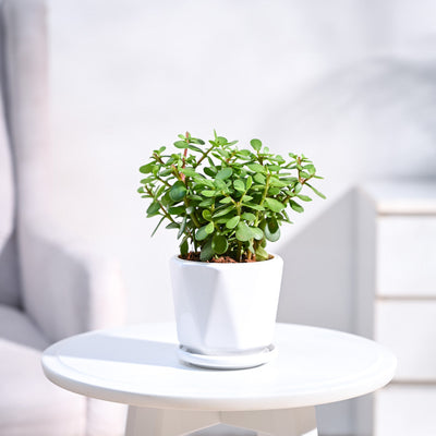 Jade Plant Mini