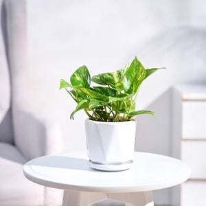 Money Plant Variegated