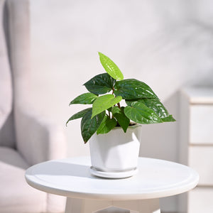 Betel Leaf Plant (Magai Paan)