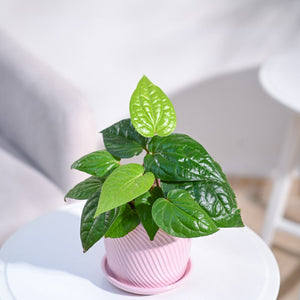 Betel Leaf Plant (Magai Paan)