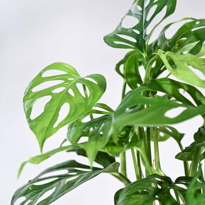Broken Heart Plant