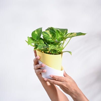 Money Plant Variegated