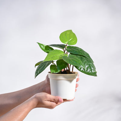 Betel Leaf Plant (Magai Paan)