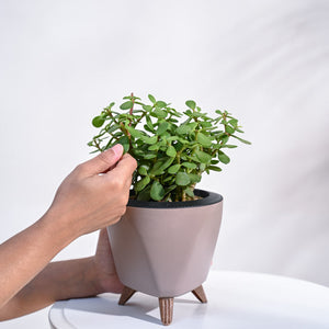 Jade Plant Mini