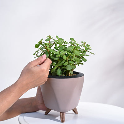 Jade Plant Mini