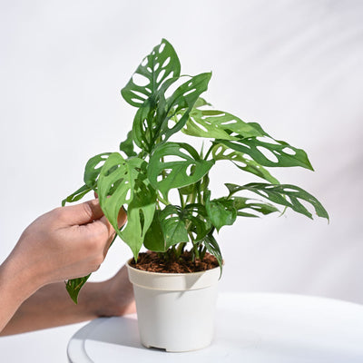 Broken Heart Plant