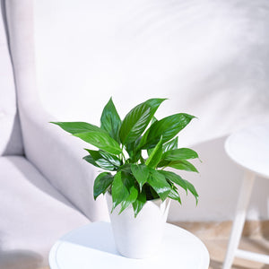 Peace Lily Plant