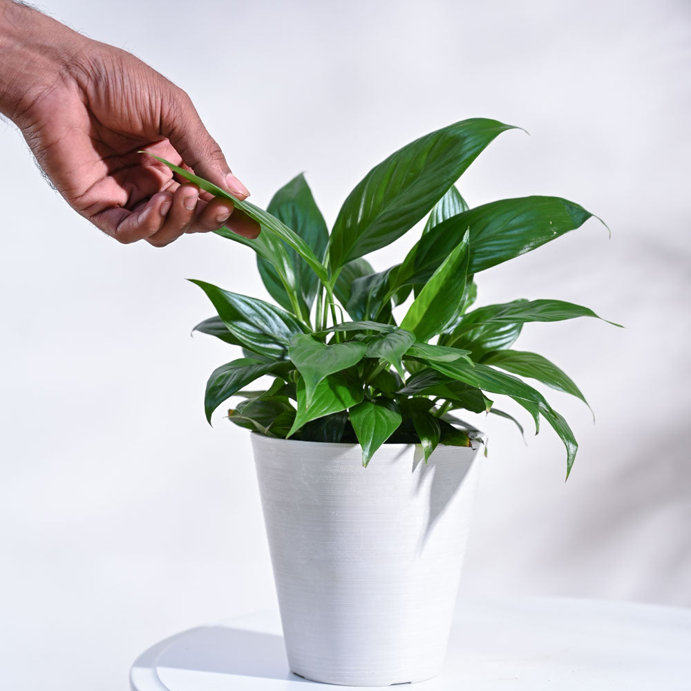Peace Lily Plant