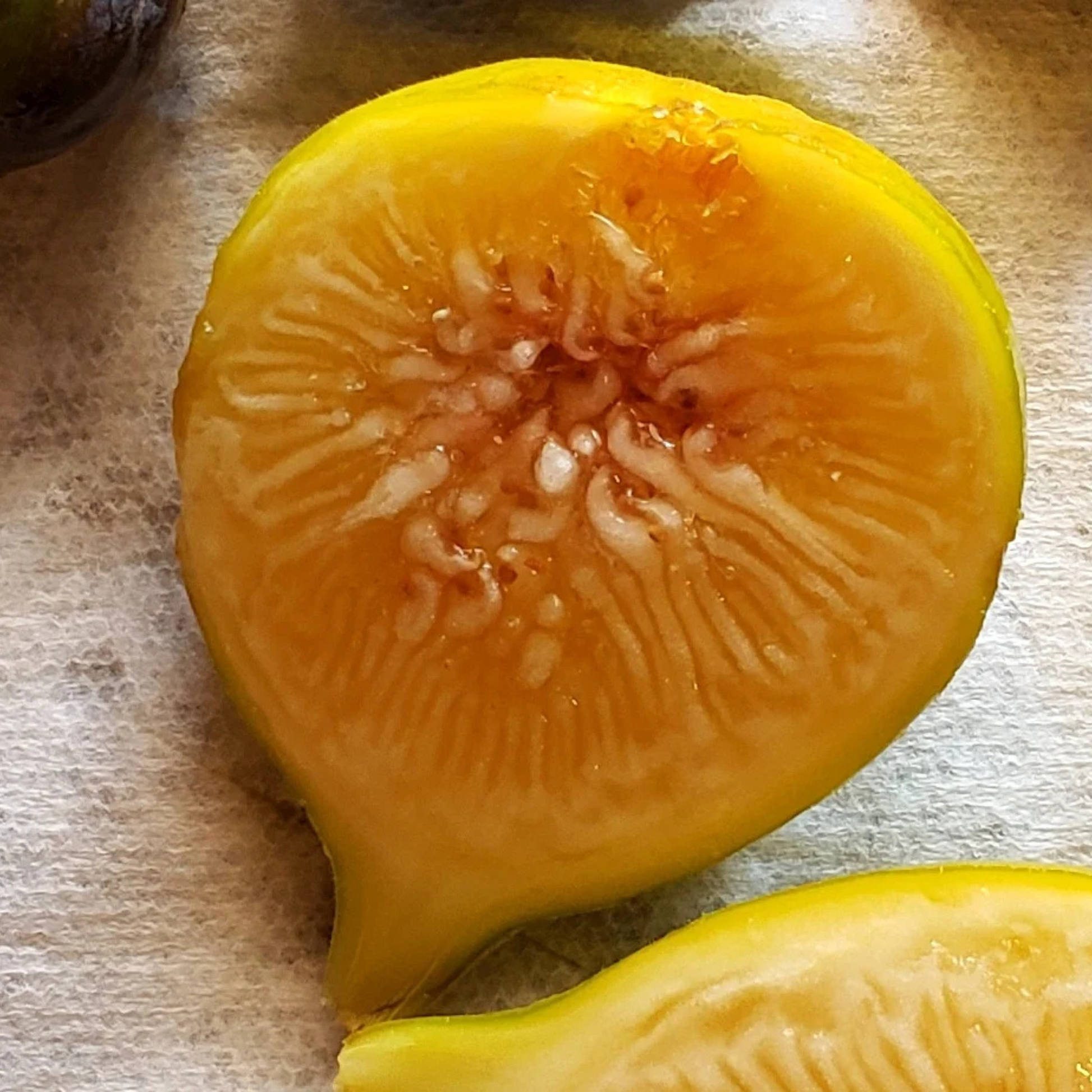 Deanna Fig (Ficus carica 'Deanna') Live Plant