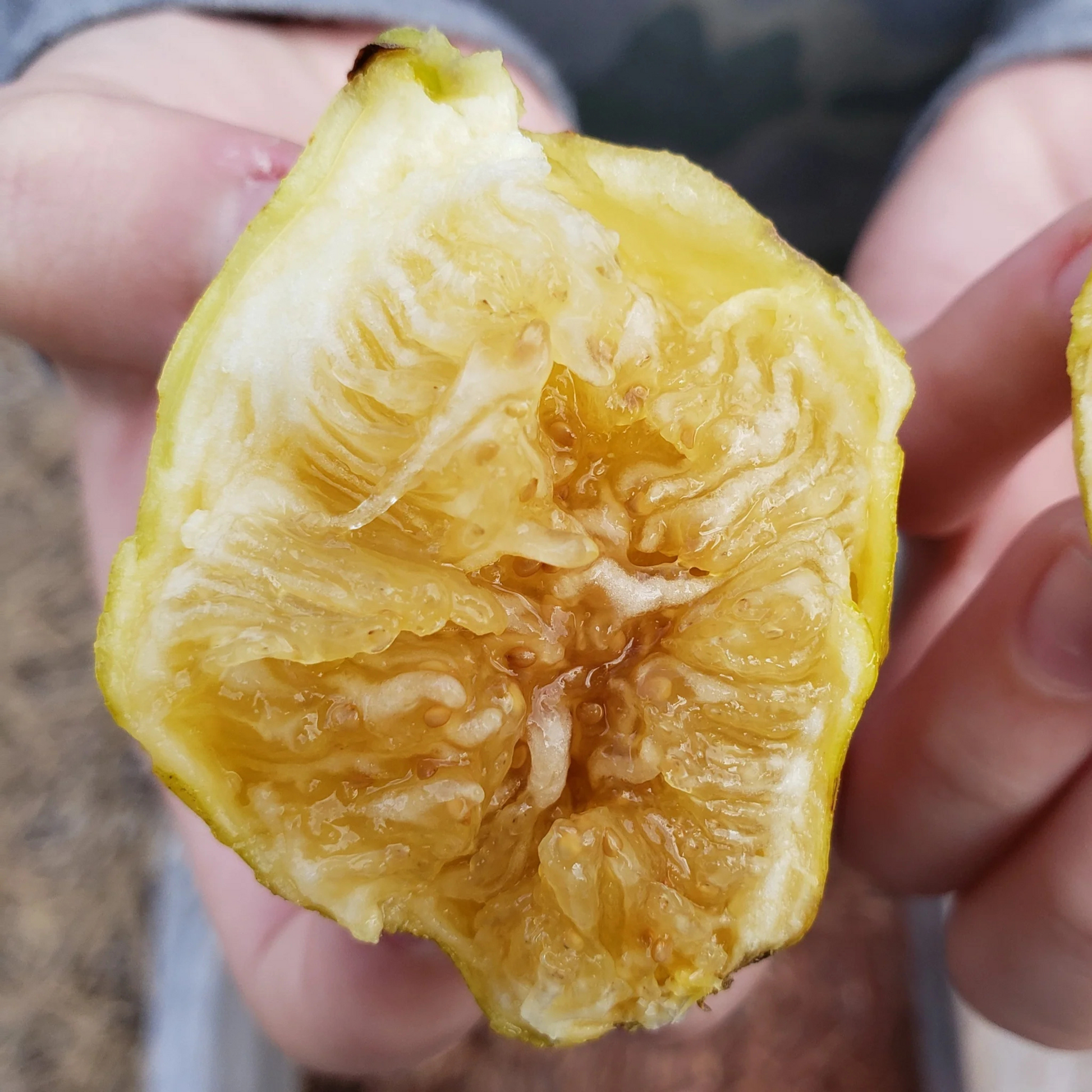 Deanna Fig (Ficus carica 'Deanna') Live Plant