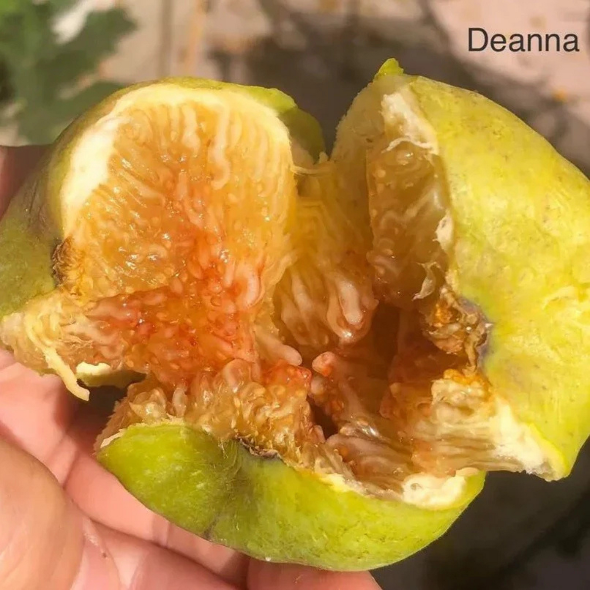 Deanna Fig (Ficus carica 'Deanna') Live Plant