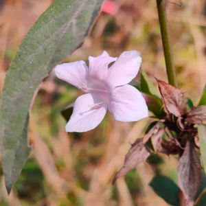 December Flower Baby Pink (Barleria cristata) All Time Flowering Live Plant