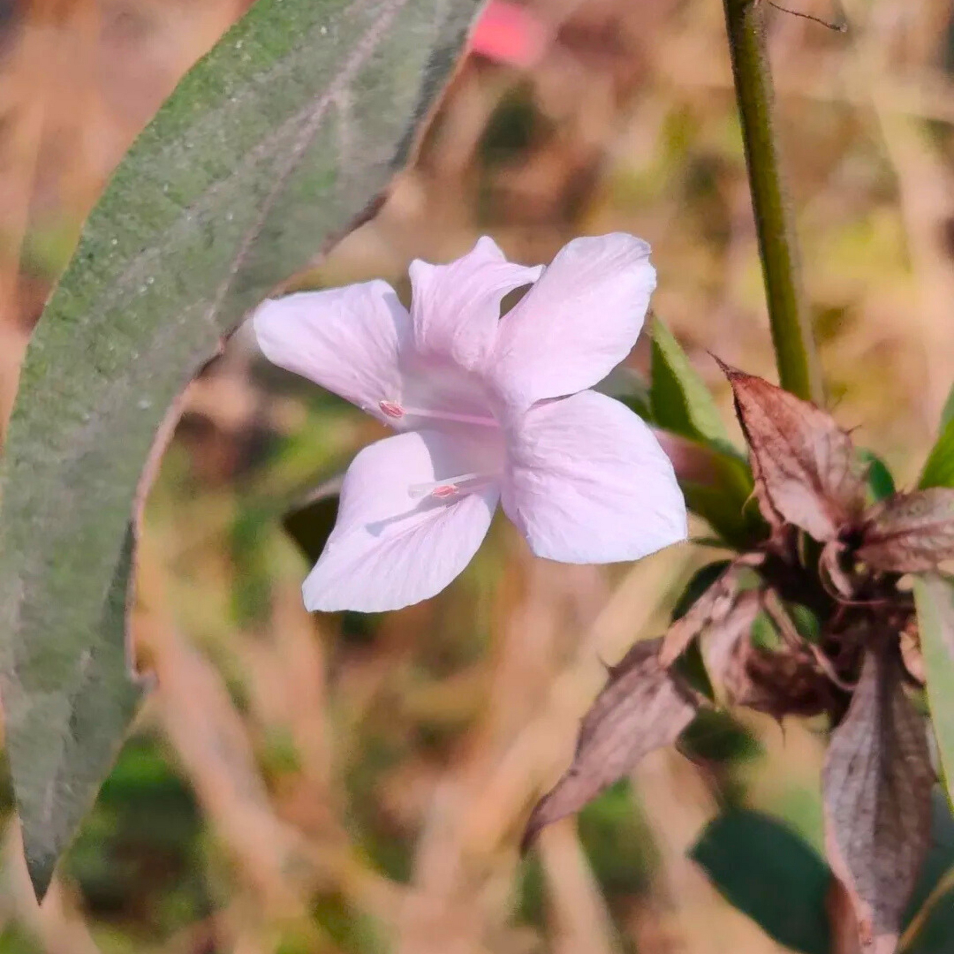 December Flower Baby Pink (Barleria cristata) All Time Flowering Live Plant