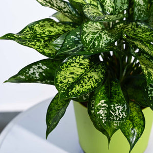 Aglaonema Snow White Plant