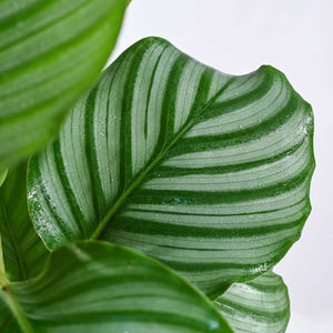 Indoor Jungle Indoor Plant Bundle