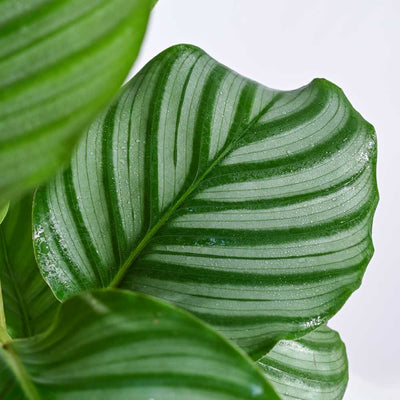 Indoor Jungle Indoor Plant Bundle