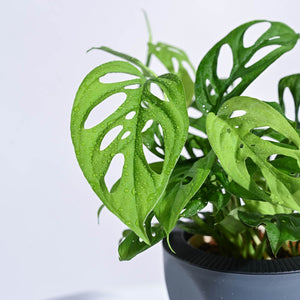 Tropical Wonder Indoor Plant Bundle